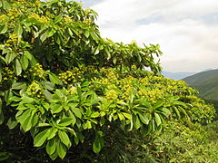 Description de l'image Trochodendron aralioides 09073.JPG.