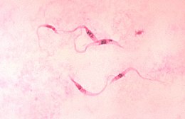 Tripanosoma (Trypanosoma cruzi)