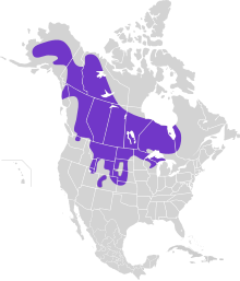 Tympanuchus phasianellus map.svg