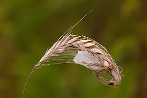 Unidentified webbing. Probably a butterfly cocoon