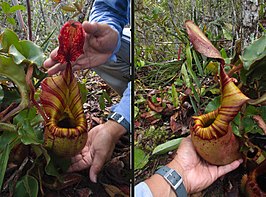 Nepenthes veitchii