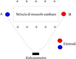 Fig. 8: Striscia di miocardio nella fase 4 di riposo.