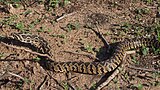 Vipera palaestinae