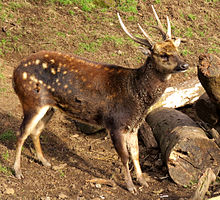 Висайский пятнистый олень (Rusa alfredi) .jpg