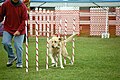 Dog agility competition with Labrador Retriever doing the weave poles