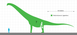 Az Antarctosaurus giganteus és az ember méretének összehasonlítása