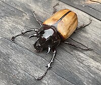 This was found in the wilderness north of Liuzhou, Guangxi, China