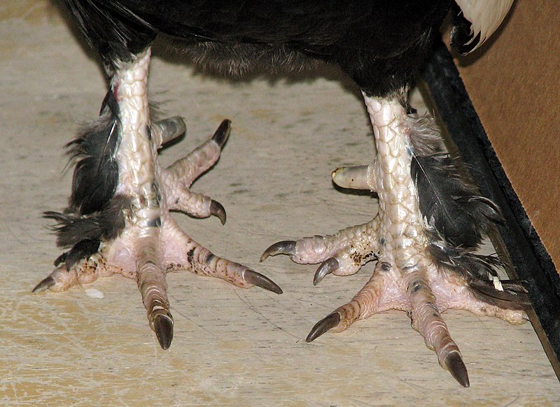 File:6H-Bantam-Rooster-w-Polydactyly-from-FITHFATH FARM-by-Alan-diGangi.jpg