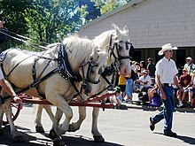 ACD Horses in Parade.jpg