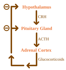 Steroidogenic enzymes definition