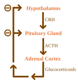 Control of endocrine hormones by negative feedback. ACTH Negative Feedback.svg