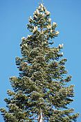 Abies magnifica