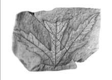 Acer chaneyi holotype.png