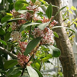 Soukkovahapensas (Acokanthera oblongifolia)