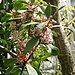 Acokanthera oblongifolia