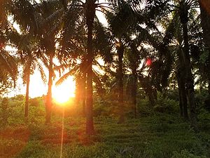 African palmtree forest, from which palm oil is being won