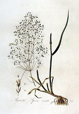 Ботаническая иллюстрация из книги Яна Копса Flora Batava, 1800—1934