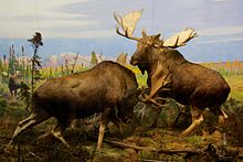 Alaska moose diorama in the Hall of North American Mammals Alaska Moose at the American Museum of Natural History.jpg