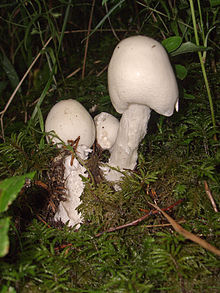 Young fruiting bodies showing conical caps Amanita virosa 02.jpg