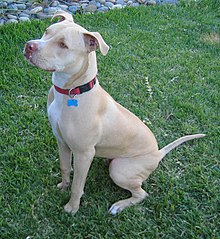 Free Pitbull Puppies on Pit Bull   Wikipedia  The Free Encyclopedia