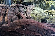 Photo couleur d'une salamandre géante dans un aquarium.