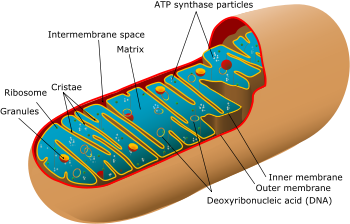 A diagram showing a mitochondrion of the eukar...