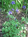 Aquilegia vulgaris