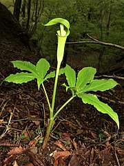 左と同一の個体で5日後のもの。花序柄は花時には葉柄より長く、仏炎苞は葉より高い位置につく。