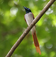 Blue Paradise Flycatcher