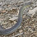 Écailles lisses et concaves de la couleuvre de Montpellier.