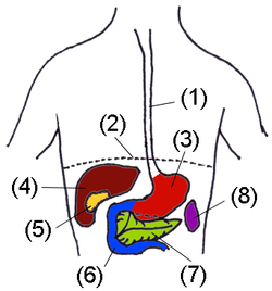 anatomy  the gallbladder is