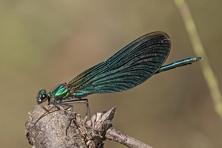 Самец темнокрылой красотки (Calopteryx virgo)