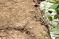 Varanus bengalensis