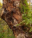 Bicycle protruding from the tree