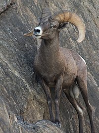 Bighorn Sheep