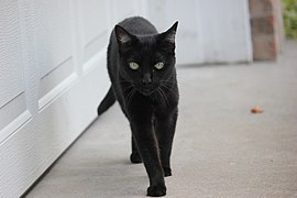 Some cultures is superstitious bout black cats, ascribin either phat or shitty luck ta dem wild-ass muthafuckas.