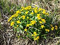 Sumpfdotterblume (Caltha palustris)