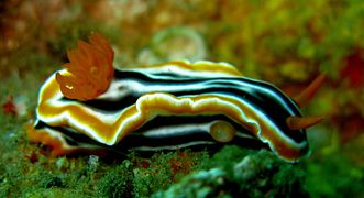 En Lembeh, Indonesia