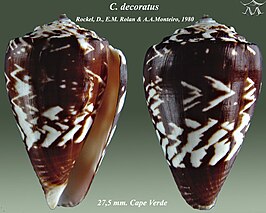 Conus decoratus