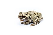 Справляется Серый Treefrog.jpg