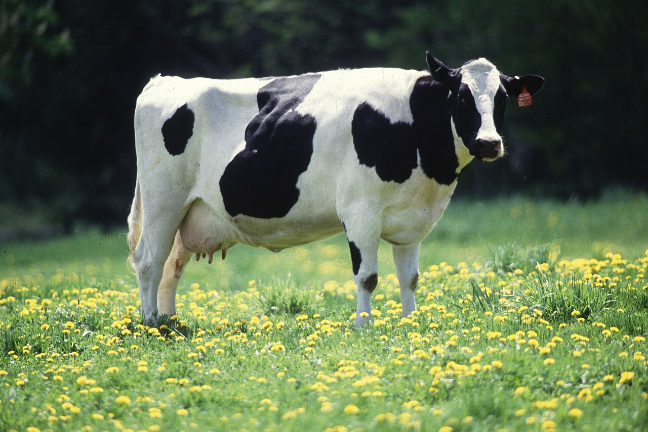 File:Cow female black white.jpg - Wikipedia, the free 