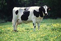 Laktobovino de raso Holstein