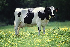 Cow female black white
