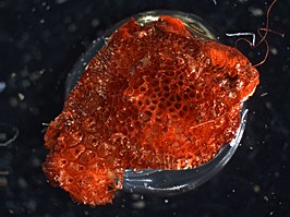 Crepidacantha poissonii