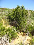 Cupressus forbesii в Угольном каньоне - Пик Сьерра, округ Ориндж - Flickr - theforestprimeval (9) .jpg