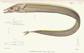 Lámina do libro Le règne animal distribué d'après son organisation, de Georges Cuvier (Tomo 8), 2ª ed., 1828, representando a especie Lepidopus argyreus (hoxe L. caudatus).