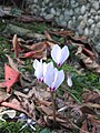 Cyclamen cilicium f. album.