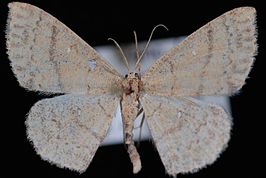 Cyclophora dataria