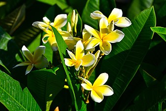 Plant of Thailand Yellow and White Shade - Plumeria in Thailand.