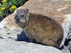 http://upload.wikimedia.org/wikipedia/commons/thumb/0/0c/Dassie3.jpg/240px-Dassie3.jpg